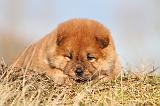 CHOW CHOW 213